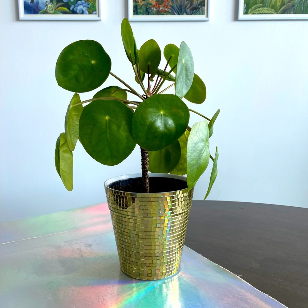 🪩 Hand Made Gold Mirror Disco Planter ✨🪩